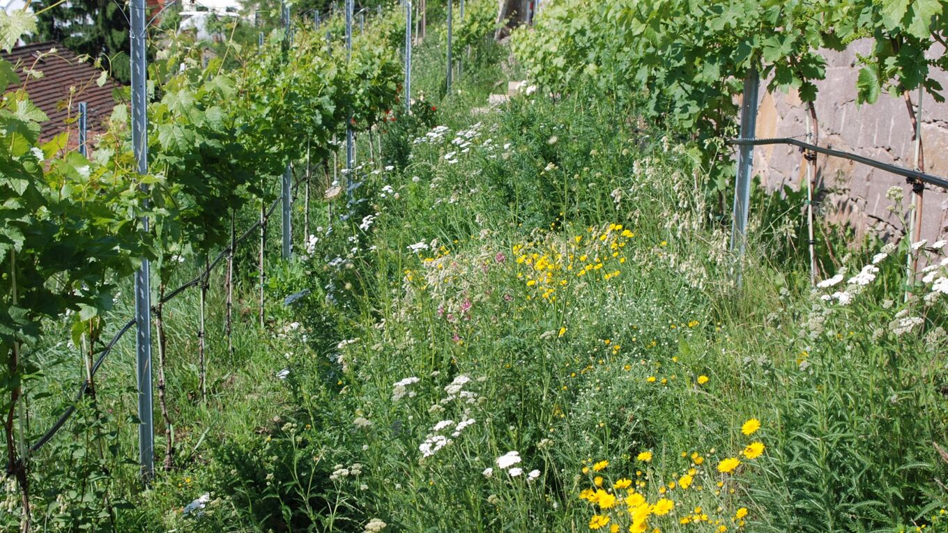 Auf dem ökologischen Weinberg am Burgberg in Meißen wird eine Blütenvielfalt zugelassen. So leben hier mehr als 39 Wildbienenarten.