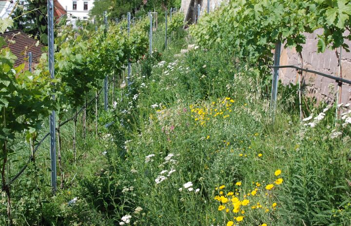 Auf dem ökologischen Weinberg am Burgberg in Meißen wird eine Blütenvielfalt zugelassen. So leben hier mehr als 39 Wildbienenarten. - Link: Unterwegs zum Schutz der biologischen Vielfalt