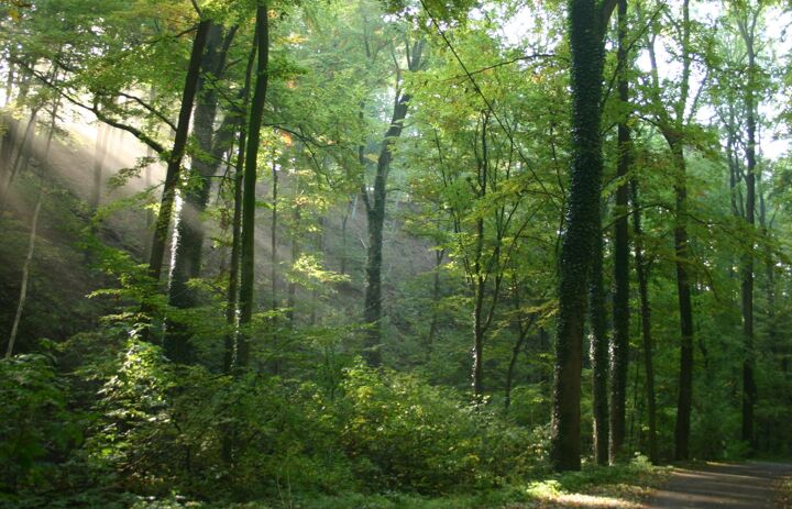 Link: Erhalt von Wald-Lebensräumen in Zeiten von Klimawandel und Waldumbau