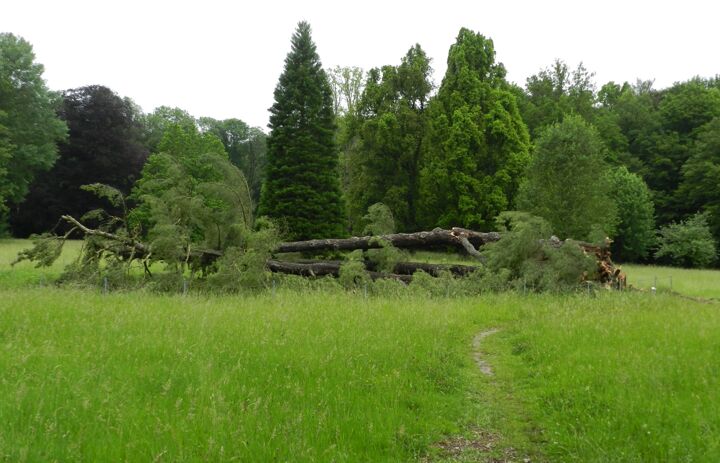 umgestürzte Kiefer im Schlosspark Wechselburg