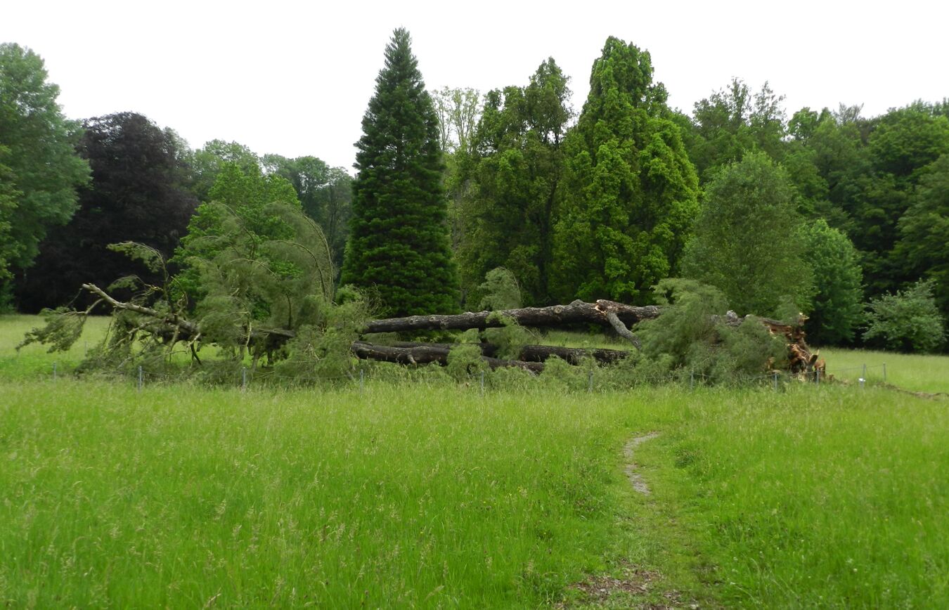 Die umgestürzte Kiefer im Schlosspark (Foto Gerd Welker, LaNU)